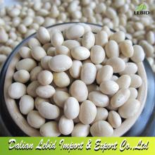 White Kidney Beans/Navy Beans Origin In North China