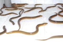 Live Eel  Fish  (  Fresh   Water  )
