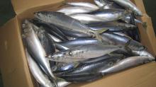 Frozen Whole Chub Mackerel (Scomber japonicus)