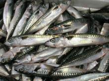  Frozen  Whole  Atlantic   Mackerel  (Scomber scombrus)