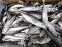 Frozen Whole Atlantic Horse Mackerel (Trachurus trachurus)