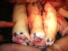  Frozen   Pork   Products , Back Fat, Loin, Collar, Tongue, Kidney, Heart for sale