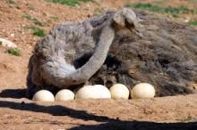 ostrish eggs