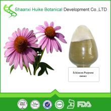 Manufacturer Bulk Supply High Quality 100% Natural Echinacea Purpurea Extract
