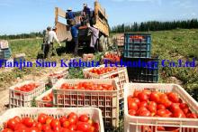 xinjing tomato paste good taste tomato paste low price tomato paste