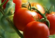 low price tomato paste high quality tomato paste