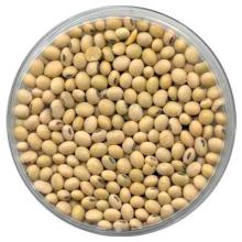 NON G.M.O  SOYA   BEANS 