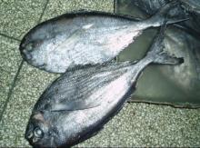 land frozen black pomfret