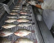 tilapia W/R