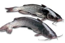 Frozen channel  catfish  fillets ( Ictalurus punctaus )