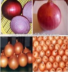 Onion