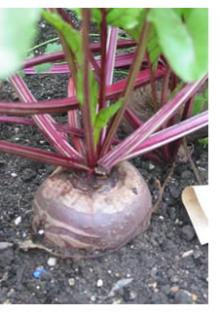 Beet sugar ICUMSA 45