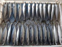new  mackerel   gutted  coming