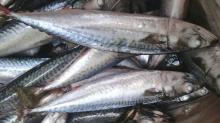 canned mackerel fish price