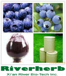 Natural   Bilberry   extract  with 25% Anthocyanidins