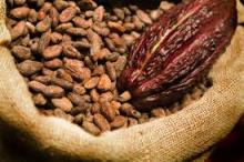  Cocoa  Bean