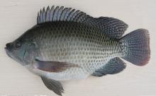 Frozen  Tilapia   WR  Oreochromis Niloticus