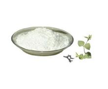 Giant Knotweed Extract