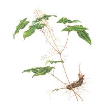 Epimedium Extract
