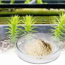  Resveratrol   powder 