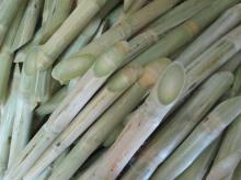  Sugar   cane 