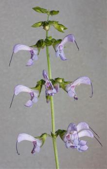 Danshen Root (Salvia Miltiorrhiza Bge.) Extract