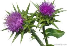  Milk   Thistle   Extract /silymarin/silybin