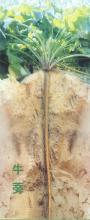 Burdock root extract/Arctium lappa L/