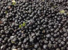  Blueberry 