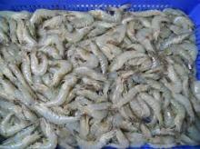  Frozen   Vannamei   white   Shrimp  For Sale
