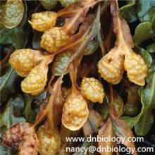  Fucus  Vesiculosus Extract GMP Manufacturer