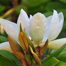 Magnolia officinalis Extract 10:1 GMP Manufacturer