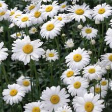 Chamomile Extract NSF Manufacturer