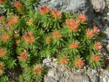Natural Rhodiola Rosea Extract Powder, Salidroside 3%/5%/1-3%