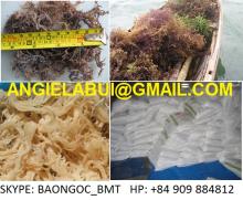 Eucheuma Cottonii, violet/white cottonii for Carrageenan