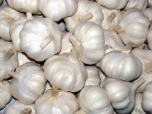 Offer for Garlic from Viet Nam with best price