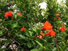  Pomegranate   Extract   powder 