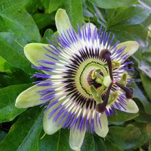 Passion Flower Extract 10:1