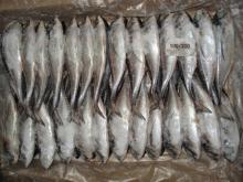 Horse Mackerel Fish