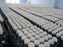 Fresh  White   Eggs ,  White   Chicken   Eggs 