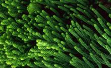 chlorella powder