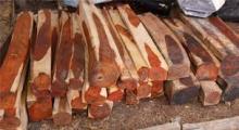 sawn cocobolo timber logs