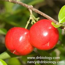  Acerola   Extract  20:1 VC 5%