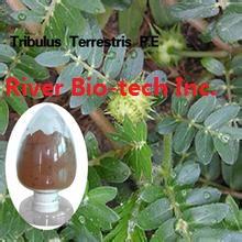 Natural botanical extract of Tribulus Terrestris extract
