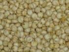 Sorghum (Grain)