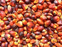 PAML OIL KERNEL