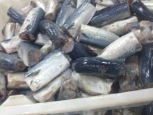 New Mackerel SeaFrozen HGT
