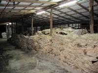 Wet Salted Cow HIdes
