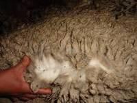 Wet Salted Sheep Hides