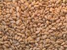 Pine Nuts